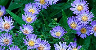 9 Best Summer Flowers For Your Garden