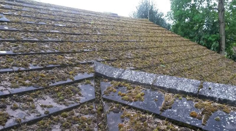 Lichen, Moss and Mould: Are They Bad For My Roof?