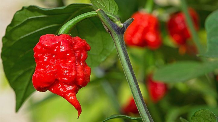 How to get the hottest pepper in the world?