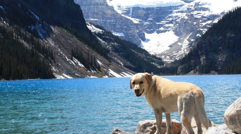5 Pet-Friendly Activities and Attractions in Calgary