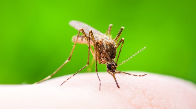 How To Keep The Mosquitoes At Bay Without Using Chemicals?