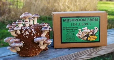 Custom Mushroom Boxes