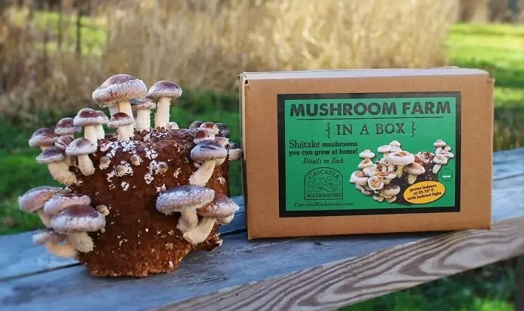 Custom Mushroom Boxes