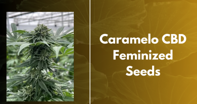 CBD Caramel Seeds