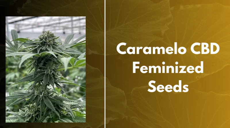 CBD Caramel Seeds