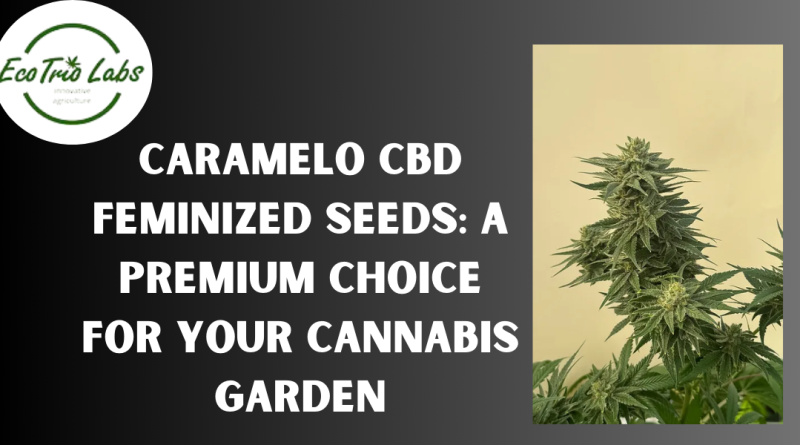 Caramelo CBD Feminized Seeds