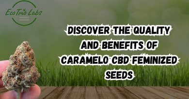 Caramelo CBD Feminized Seeds