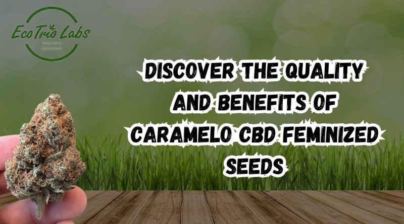 Caramelo CBD Feminized Seeds