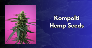 Kompolti Hemp Seeds