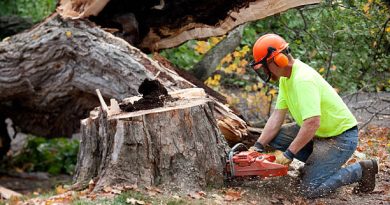 Tree Service in Charlotte NC