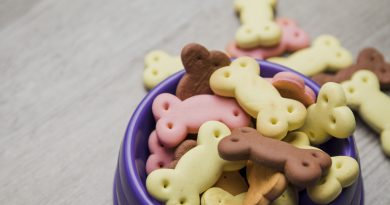 dog treats