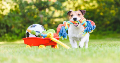 How to Introduce New Toys and Accessories to Your Pet