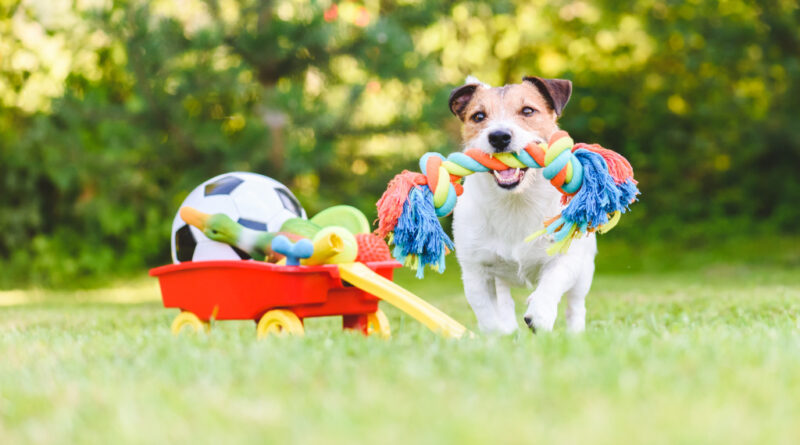 How to Introduce New Toys and Accessories to Your Pet