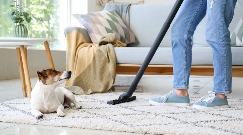 Best Practices For Removing Pet Odors From Your Home