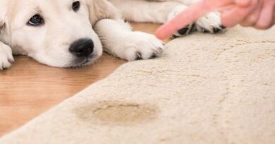 How To Remove Dog Odor From Car Carpet