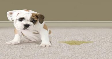 How To Remove Pet Stains And Odors?