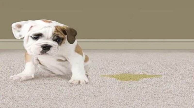 How To Remove Pet Stains And Odors?