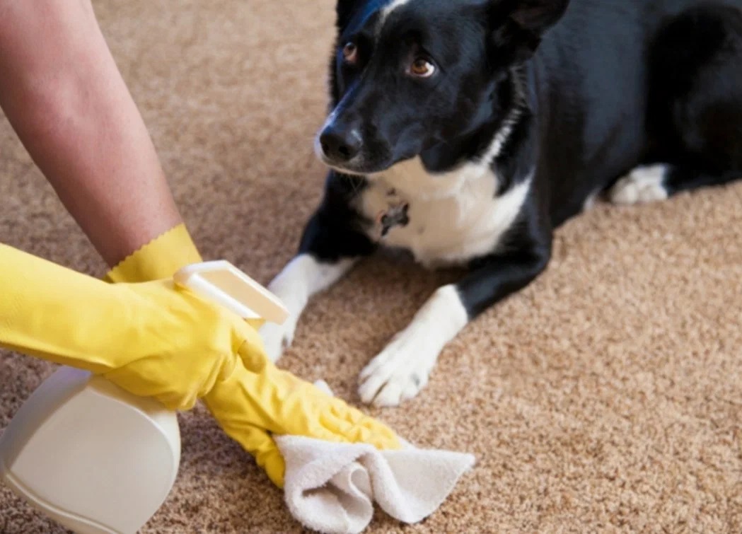 removing do odor from carpet