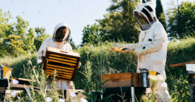 Balancing Protection and Preservation: Keeping Bees Out Without Threatening Local Ecosystems