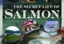 The secret life of salmon fish