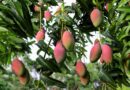 A Detailed Guide on Cultivation of Mangoes in India