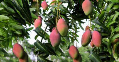 A Detailed Guide on Cultivation of Mangoes in India