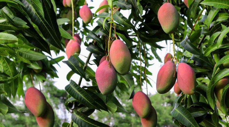 A Detailed Guide on Cultivation of Mangoes in India