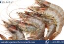 United States Shrimp Market