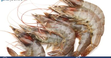 United States Shrimp Market