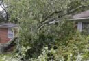 Emergency Tree Work