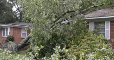 Emergency Tree Work