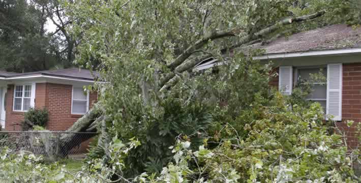 Emergency Tree Work