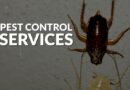 Pest Control Merewether Simple Solutions for a Common Problem
