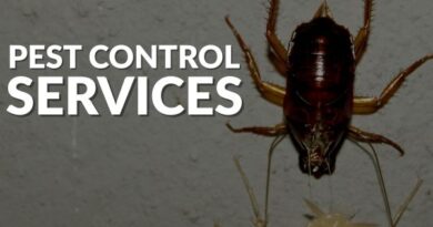Pest Control Merewether Simple Solutions for a Common Problem