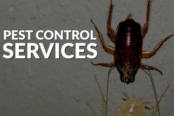 Pest Control Merewether Simple Solutions for a Common Problem
