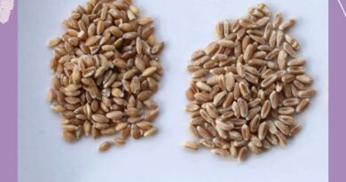 Nutrition for Healthy Aging: Tips for a Vibrant Life